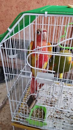 parrots are taim by my sister and naughty