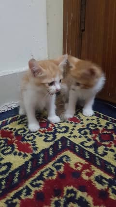 Double coat orange Kittens