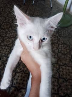 White eyes Persian kitten looking for new home