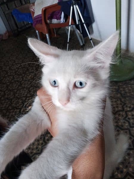 White eyes Persian kitten looking for new home 2