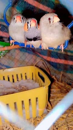 Lovebirds, Green Parrot, Finch For Sale See Description 0