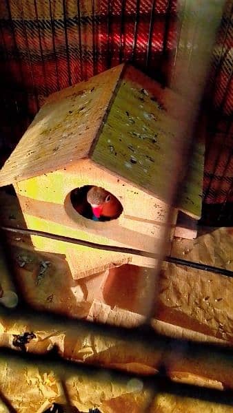 Lovebirds, Green Parrot, Finch For Sale See Description 3