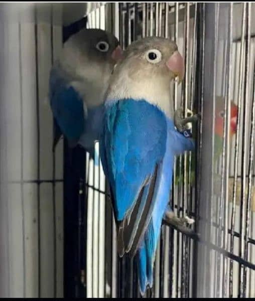 Lovebirds, Green Parrot, Finch For Sale See Description 5