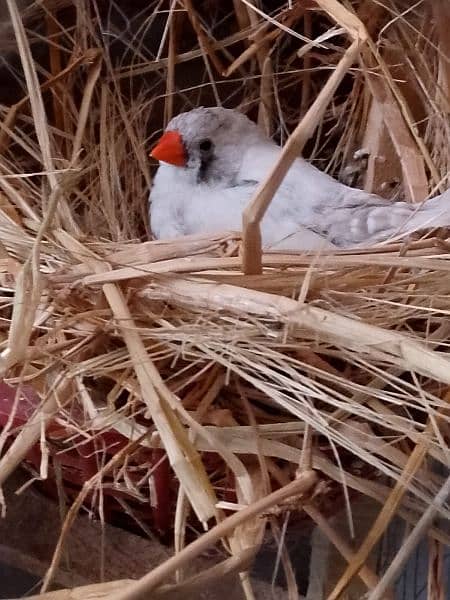 Lovebirds, Green Parrot, Finch For Sale See Description 7