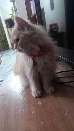 persian cat for sale