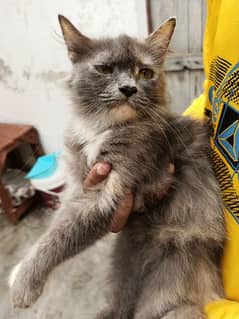 Persian Semi Punch face Female cat available for sale