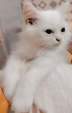 "Experience Affectionate Elegance: Adorable Persian Cats for Sale -