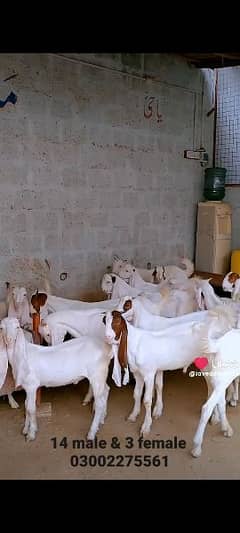 Gulabi Goat bakra bakri