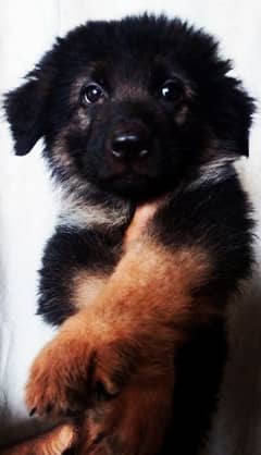 Black germon Shepherd puppy is available for sale in reasonable price