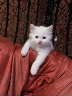 Persian Cat for sale my WhatsApp number 03468556940