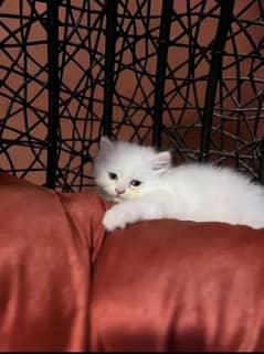 Persian Cat for sale my WhatsApp number 03468556940