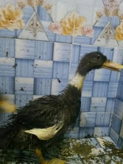 Ducks for sale 3 piece