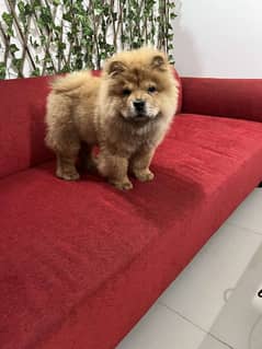 chow chow puppy3000