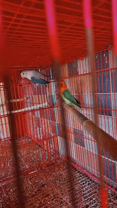 BLUE EUWING OPALINE/B2 X GREEN OPALINE/B1B1