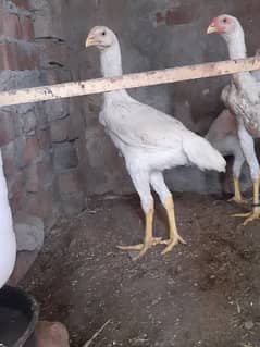 white shamo pair for sale