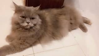 Adult Persian Cat Pair 0