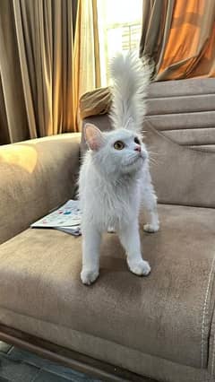 Persian cat Available