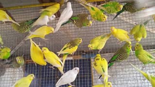 budgies