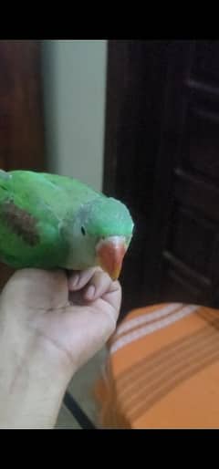 raw alxendarinw parrot