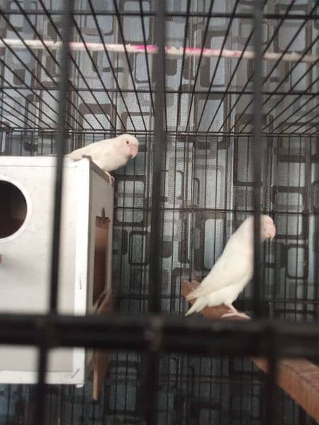 albino red aye + split 4 pcs love birds 3