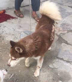 husky male for sale