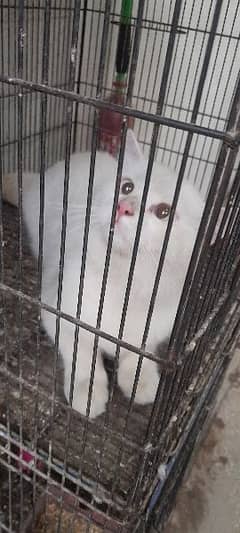 persian cat male for sale