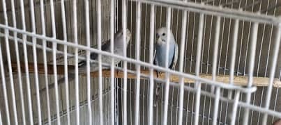 parrots and Cage