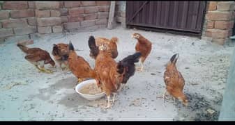 Golden Misri Hens