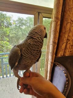 African grey hand tamed 5.5 months