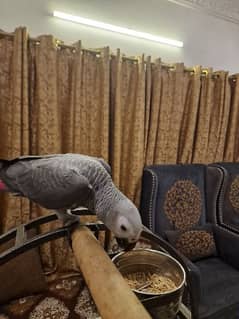 African grey  Talking Piece