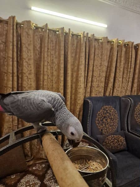 African grey 1 year old 0