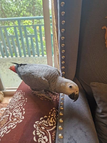 African grey 1 year old 1