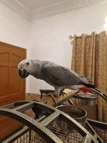 African grey 1 year old 3