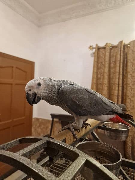 African grey 1 year old 5