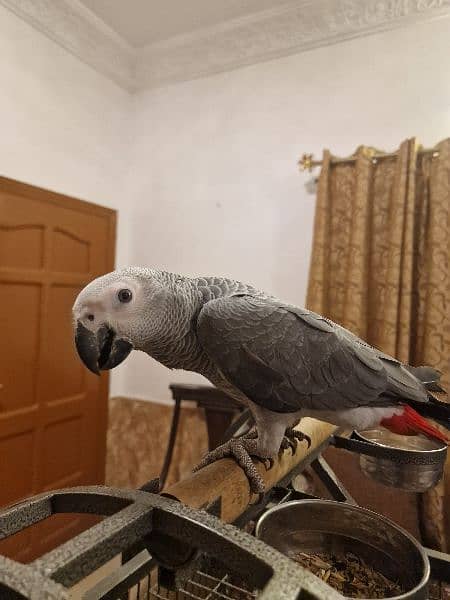 African grey 1 year old 6