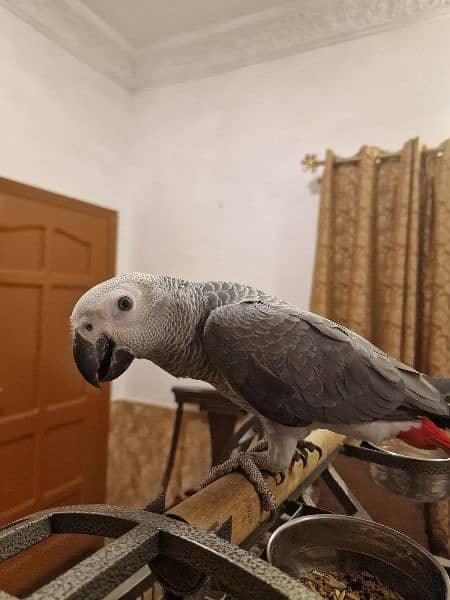 African grey 1 year old 7