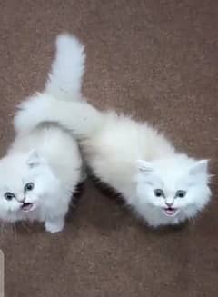 Persian Cat