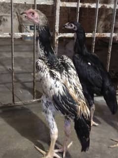 Japanese O SHAMO 3 month pair demand 30k