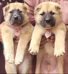 Kurdish kangal puppies pair full security dog's age 2 month for sale