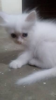 SEMI PUNCH WHITE FEMALE PRESIAN KITTEN