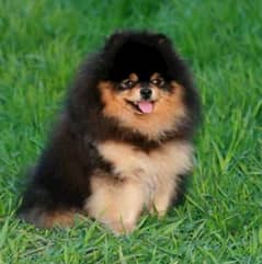 Pomeranian male