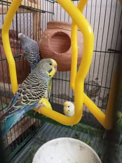 Beautiful Adult Australian Budgies ready to be pet