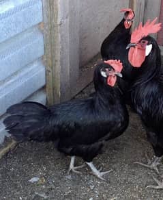 Australorp chicks Pure Breed week old