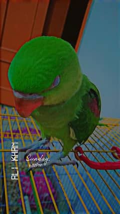 raw parrot home breeding hand tame