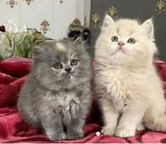 Persian kittens pair triple coat for sale contact whatsap 03228726747