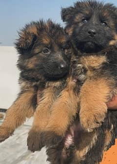 German shepherd Top quality (long coat) puppies available dark Pegmat