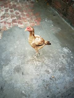 hen