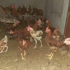 Desi Golden Misri Hens for sale