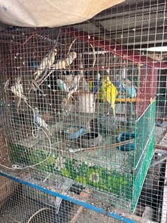 bugie australlian parrots approx 8 month age