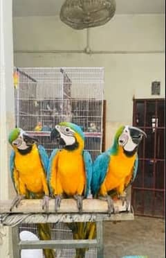 Macaw blue and red 03264040966